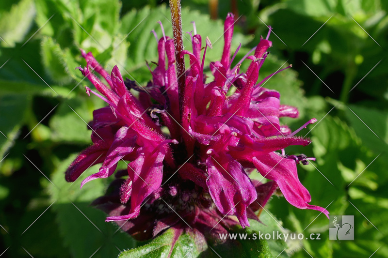 Monarda ´Bee-True´