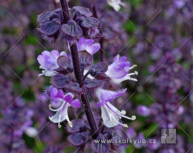 Ocimum basilicum ´Thai´