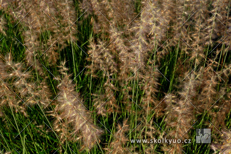 Pennisetum orientale