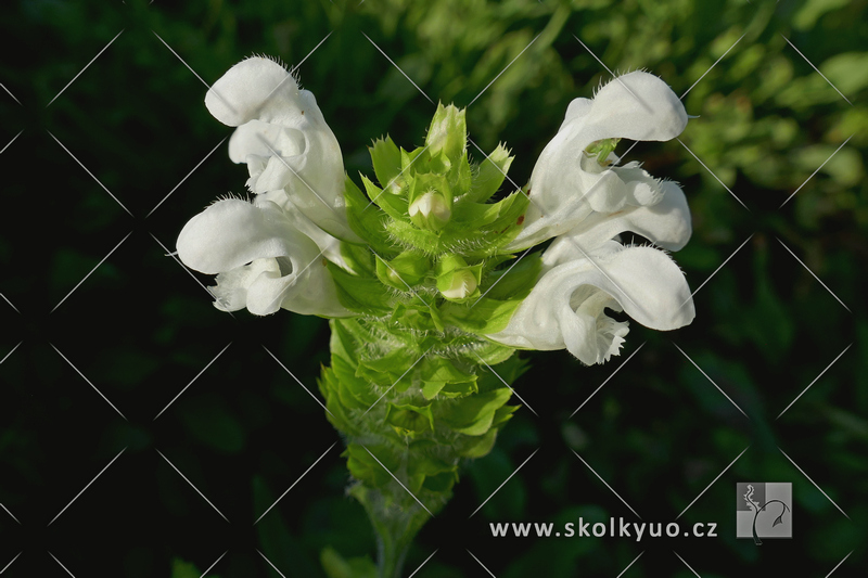 Prunella grandiflora ´Alba´