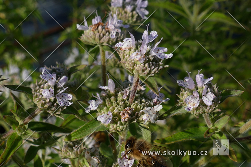 Pycnanthemum pilosum