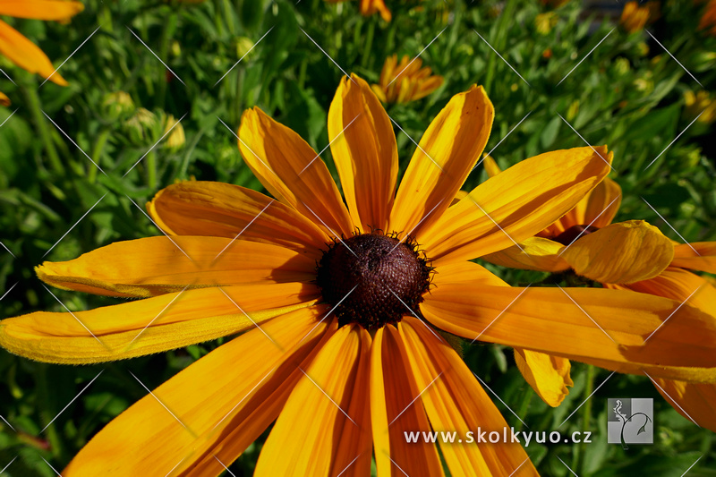 Rudbeckia hirta ´Indian Summer´