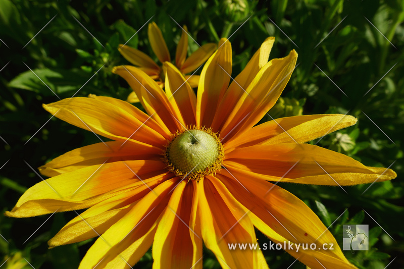 Rudbeckia hirta ´Prairie Sun´