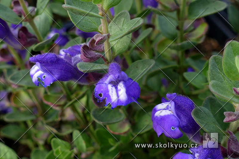 Scutellaria resinosa ´Smoky Hills´