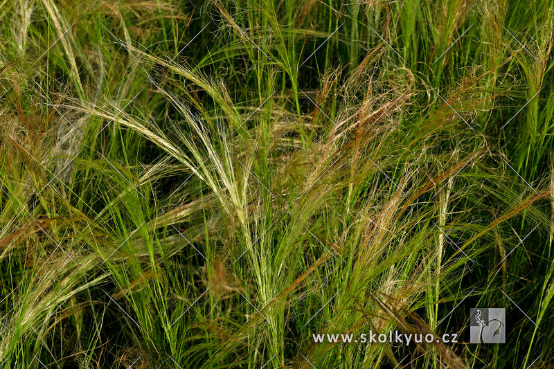 Stipa tenuissima ´Ponny Tail´