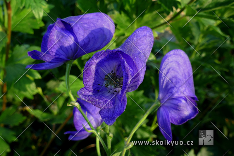 Aconitum carmiachaelli ´Arendsii´