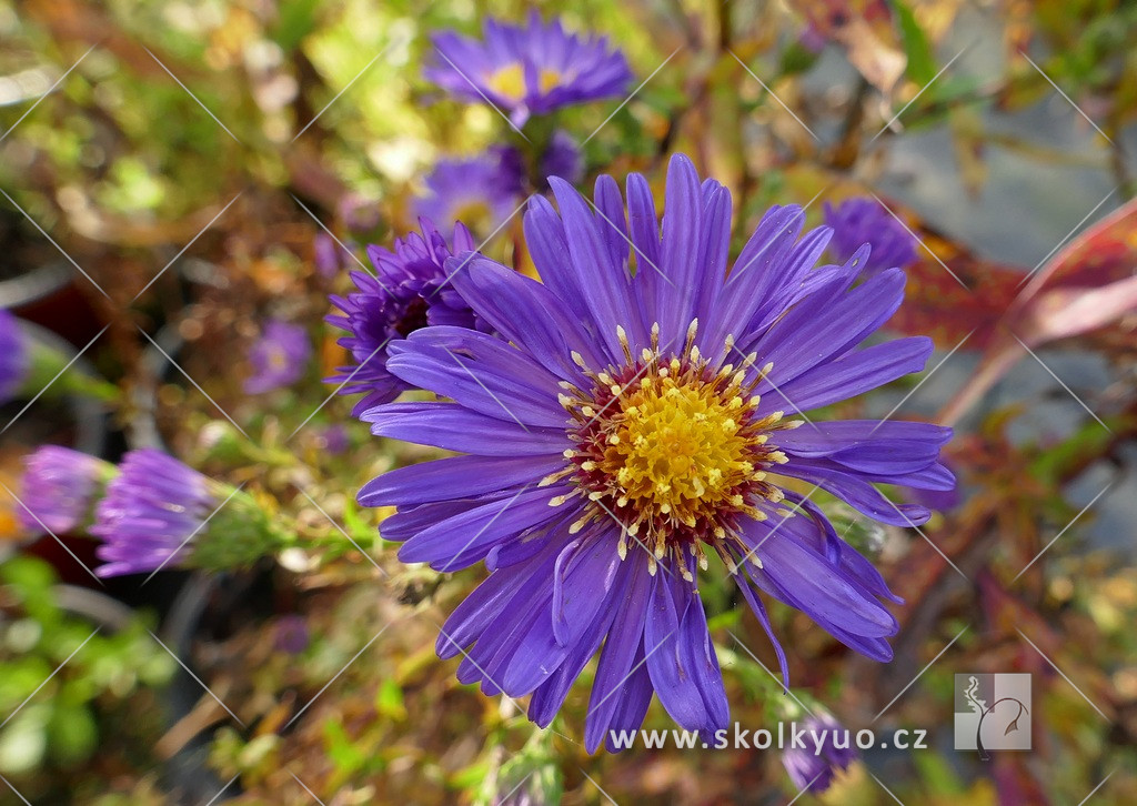 Aster novi-belgii ´Schöne von Dietlikon´