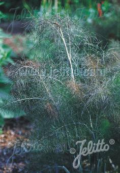 Foeniculum vulgare ´Purpureum´