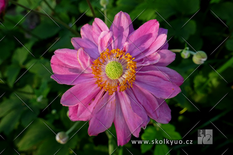 Anemone hupehensis ´Pamina´