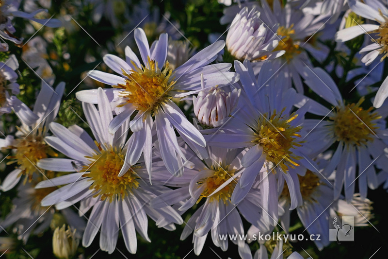 Aster dumosus ´Apollo ´