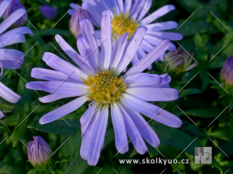 Aster dumosus ´Blauer Zwerg ´