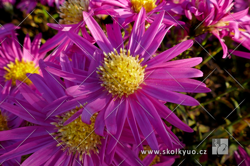 Aster dumosus ´Island Bahamas´