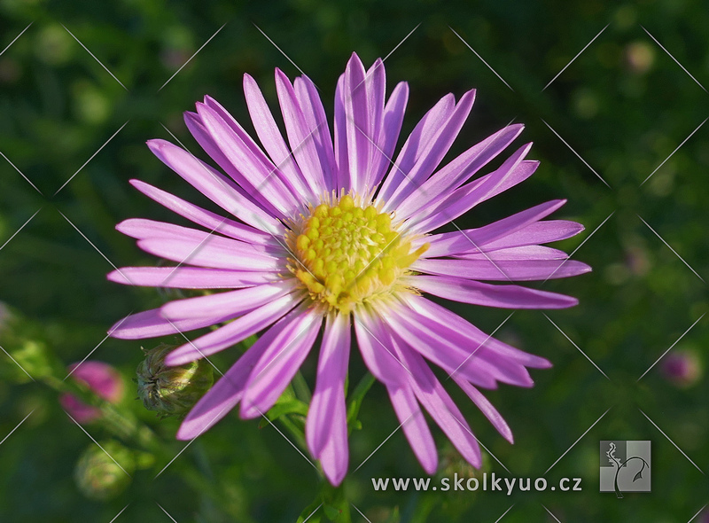 Aster ericoides ´Pink Star´