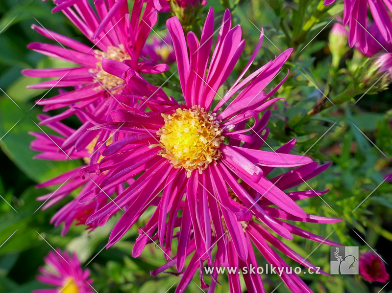 Aster novi-belgii ´Winston Churchill´