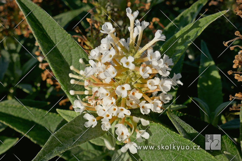 Buddleja davidii ´Butterfly Candy ® Little White´