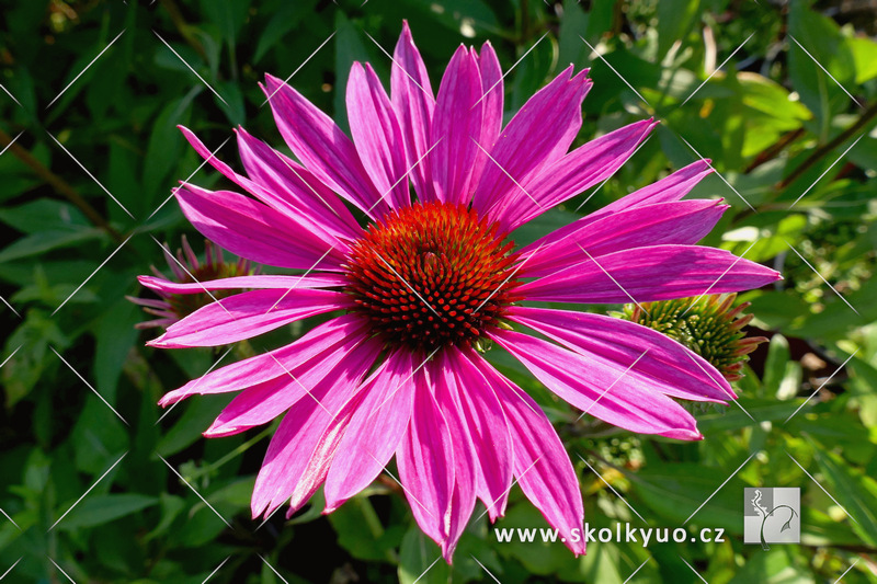 Echinacea ´JS Roho´