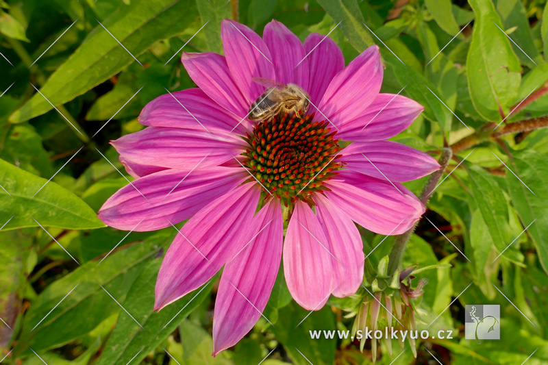 Echinacea purpurea ´PowWow®Wild Berry´