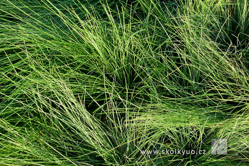 Festuca amethystina