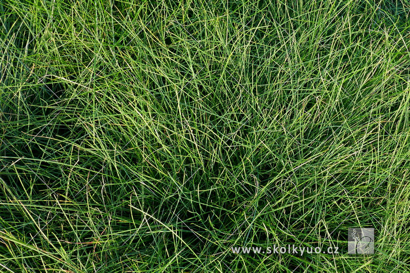 Festuca ovina