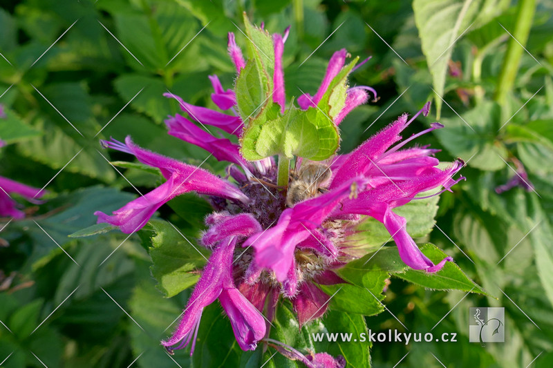 Monarda ´Bee-Merry´