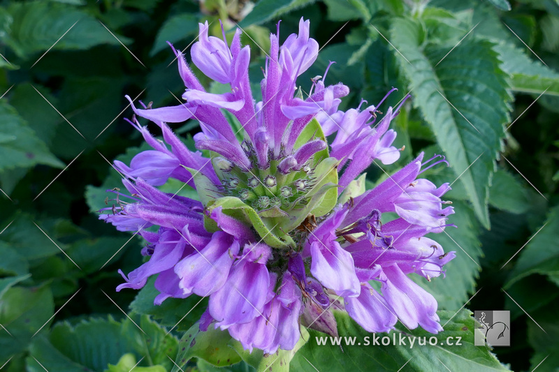 Monarda ´Bee-Pretty´