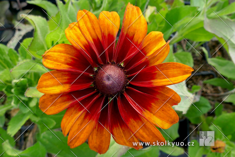Rudbeckia hirta ´Cappucino´