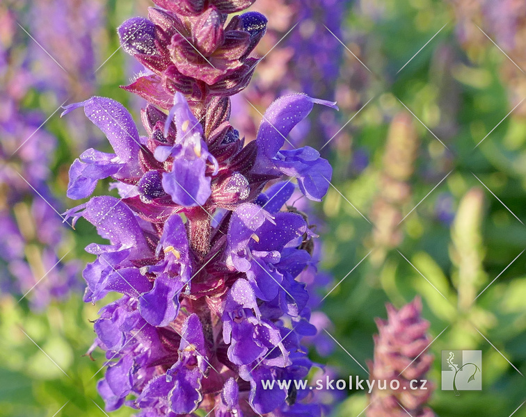 Salvia nemorosa ´Blue Bouquet´