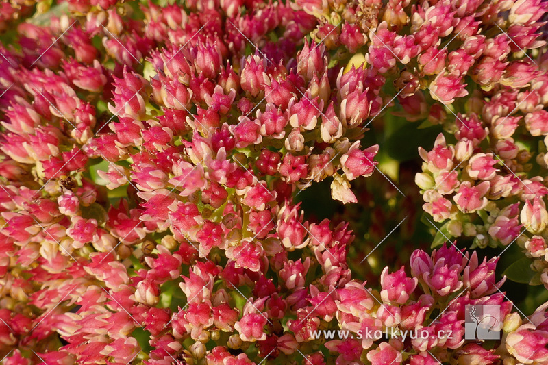 Sedum telephium ´Indian Chief´