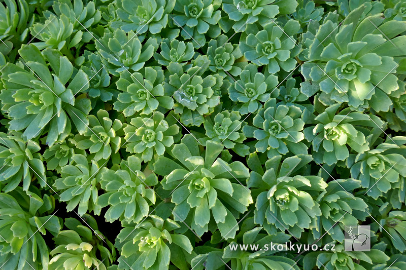 Sedum pachyclados