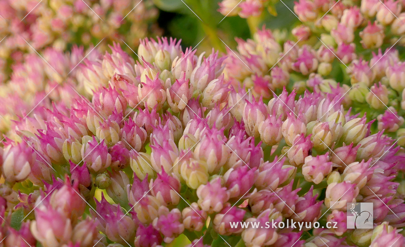 Sedum telephium ´Herbstfreude´