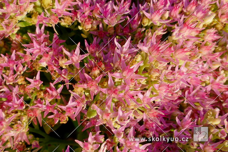 Sedum spectabile  ´Hot Stuff´®