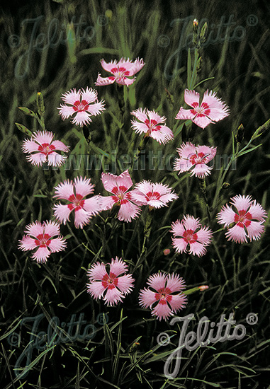 Dianthus ´Rosafeder´