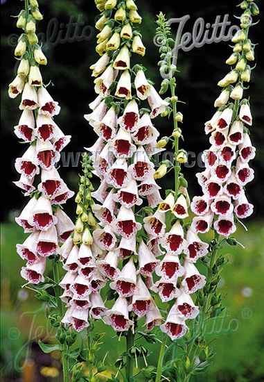 Digitalis purpurea ´Pam´s Choice´