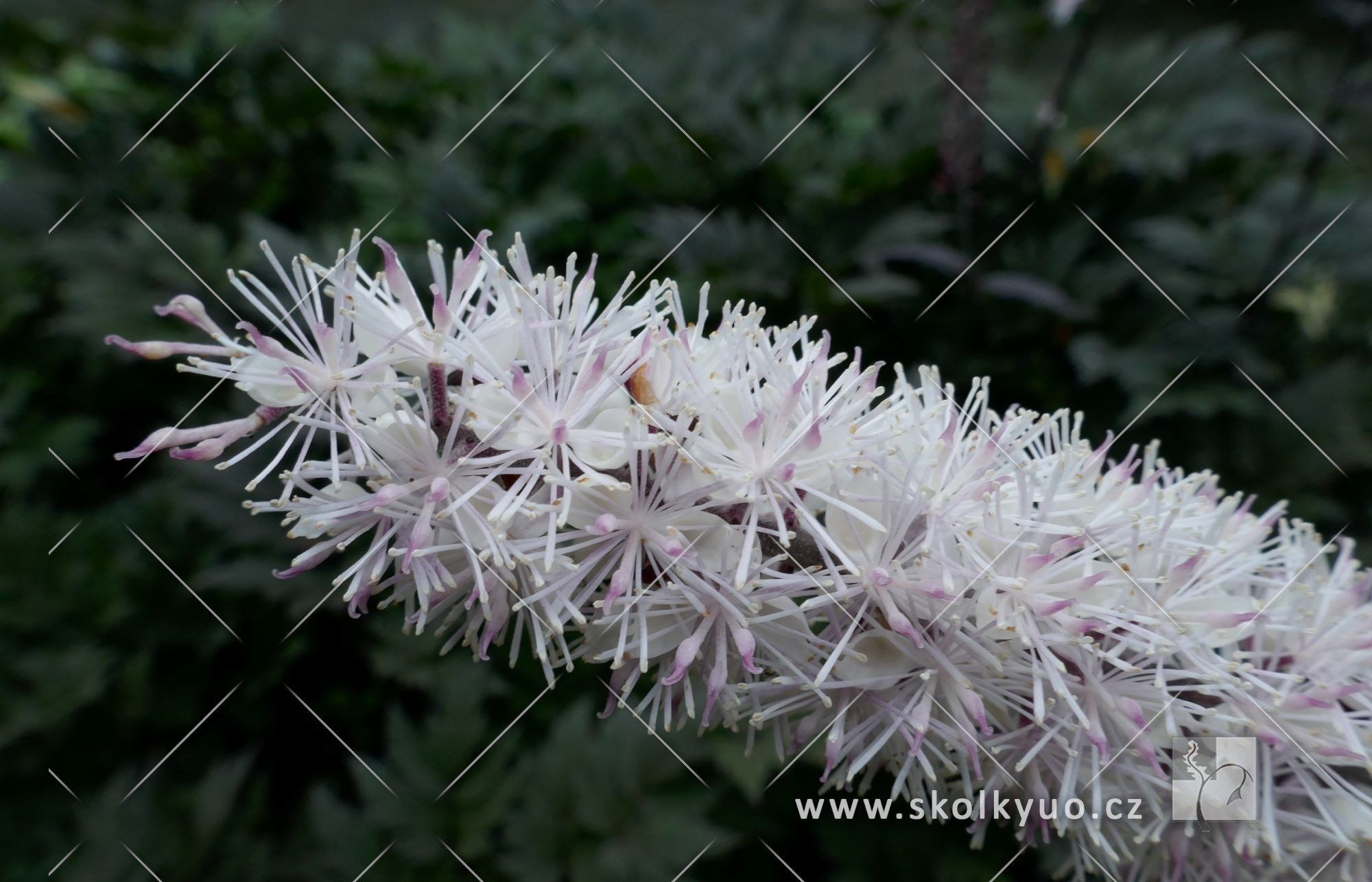 Actaea simplex ´Brunette´