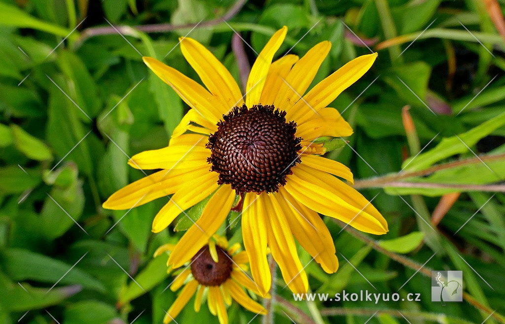 Rudbeckia fulgida var. speciosa