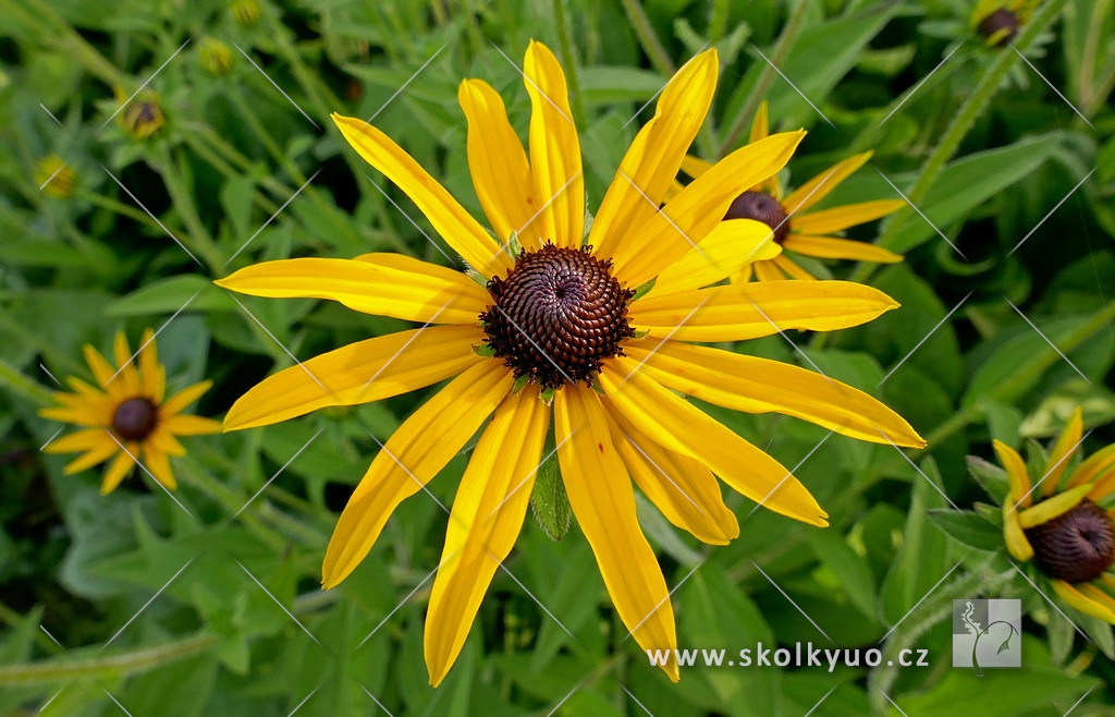 Rudbeckia fulgida var. deamii