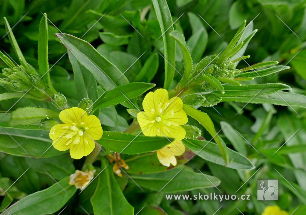 Oenothera perennis