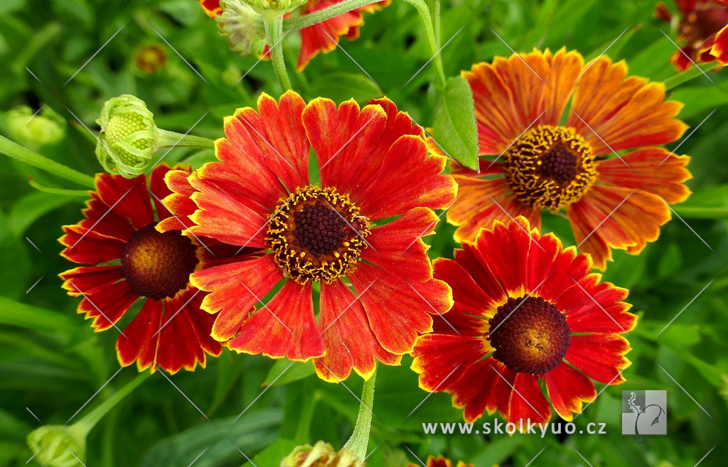 Helenium hybridum ´Poncho´