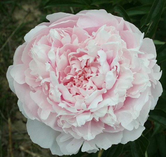 Paeonia lactiflora ´Alice Harding´