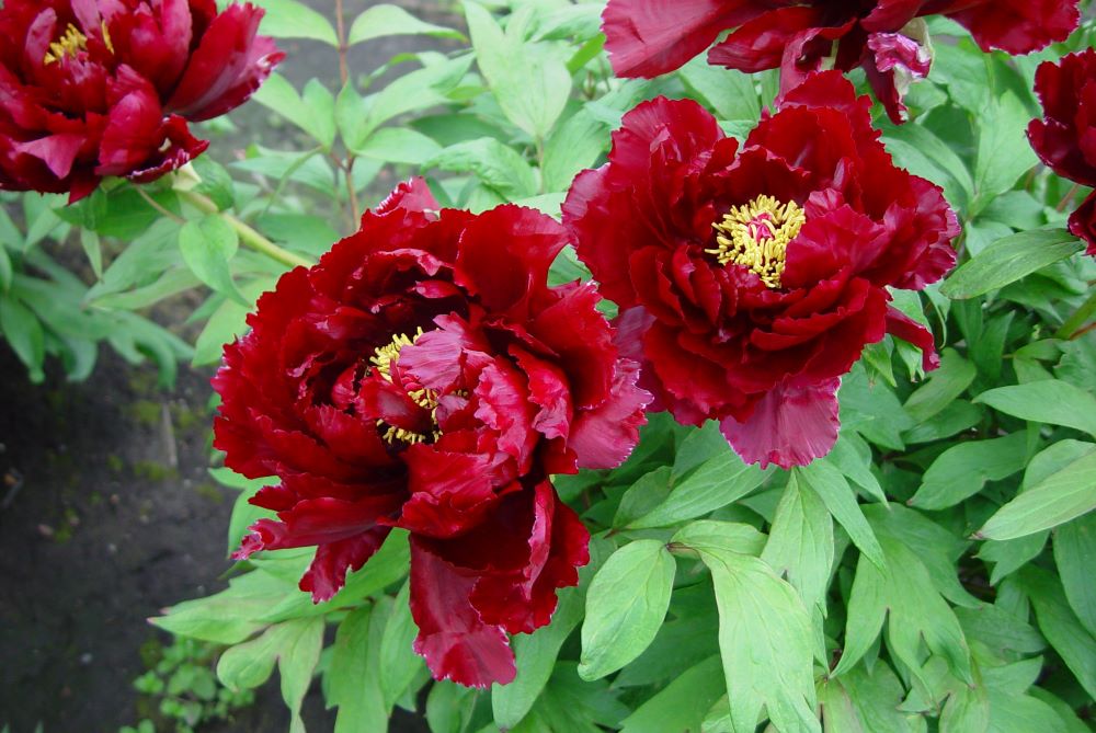 Paeonia suffruticosa (dark red)