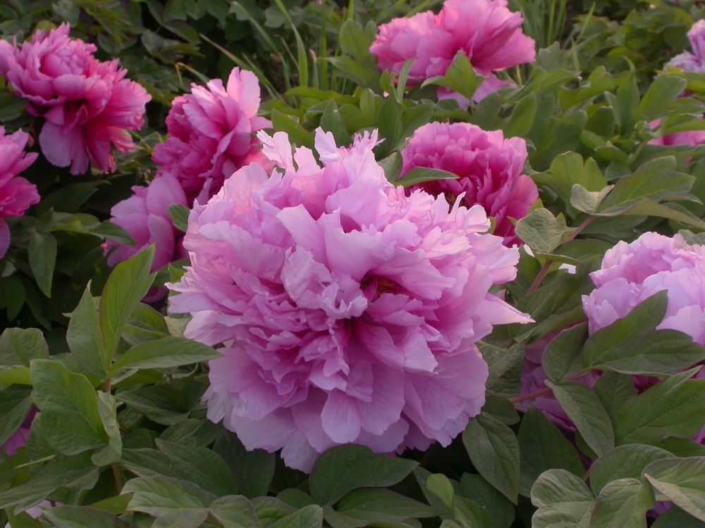 Paeonia suffruticosa (lavander)