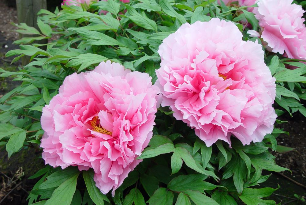 Paeonia suffruticosa (light pink)