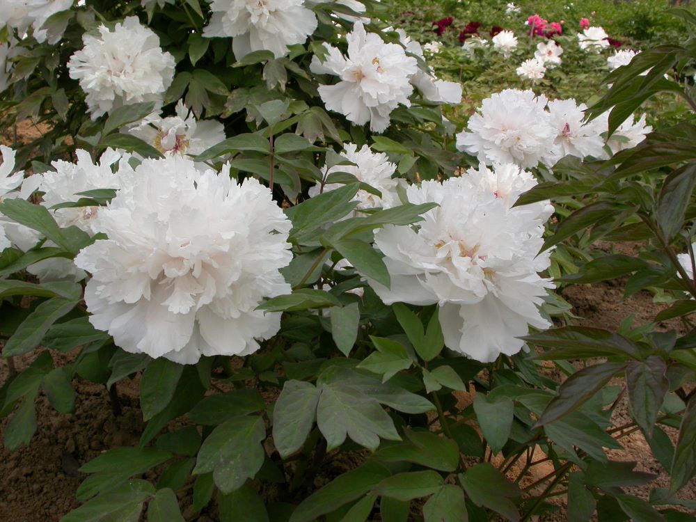 Paeonia suffruticosa (white)