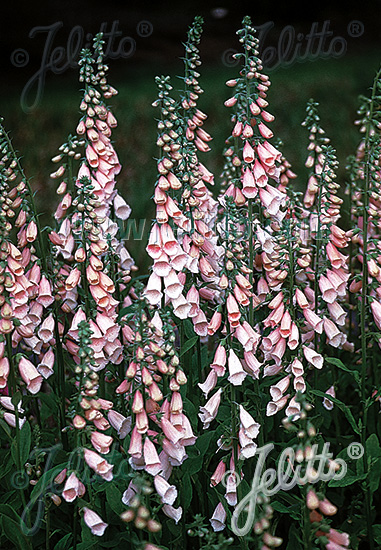 Digitalis purpurea ´Apricot´