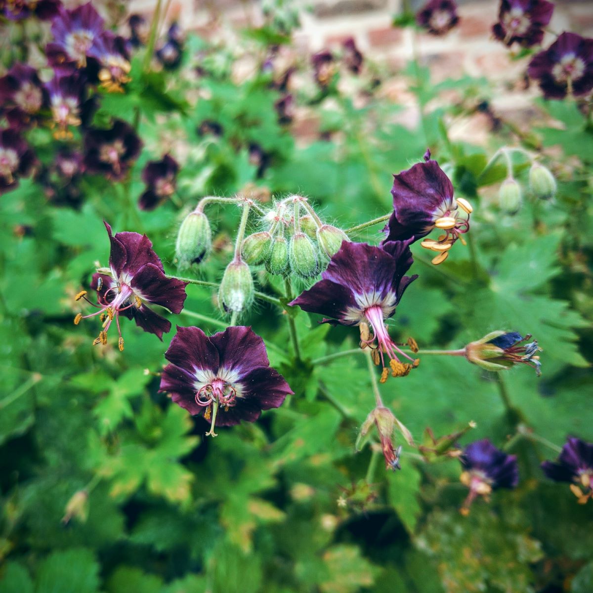 Geranium phaeum