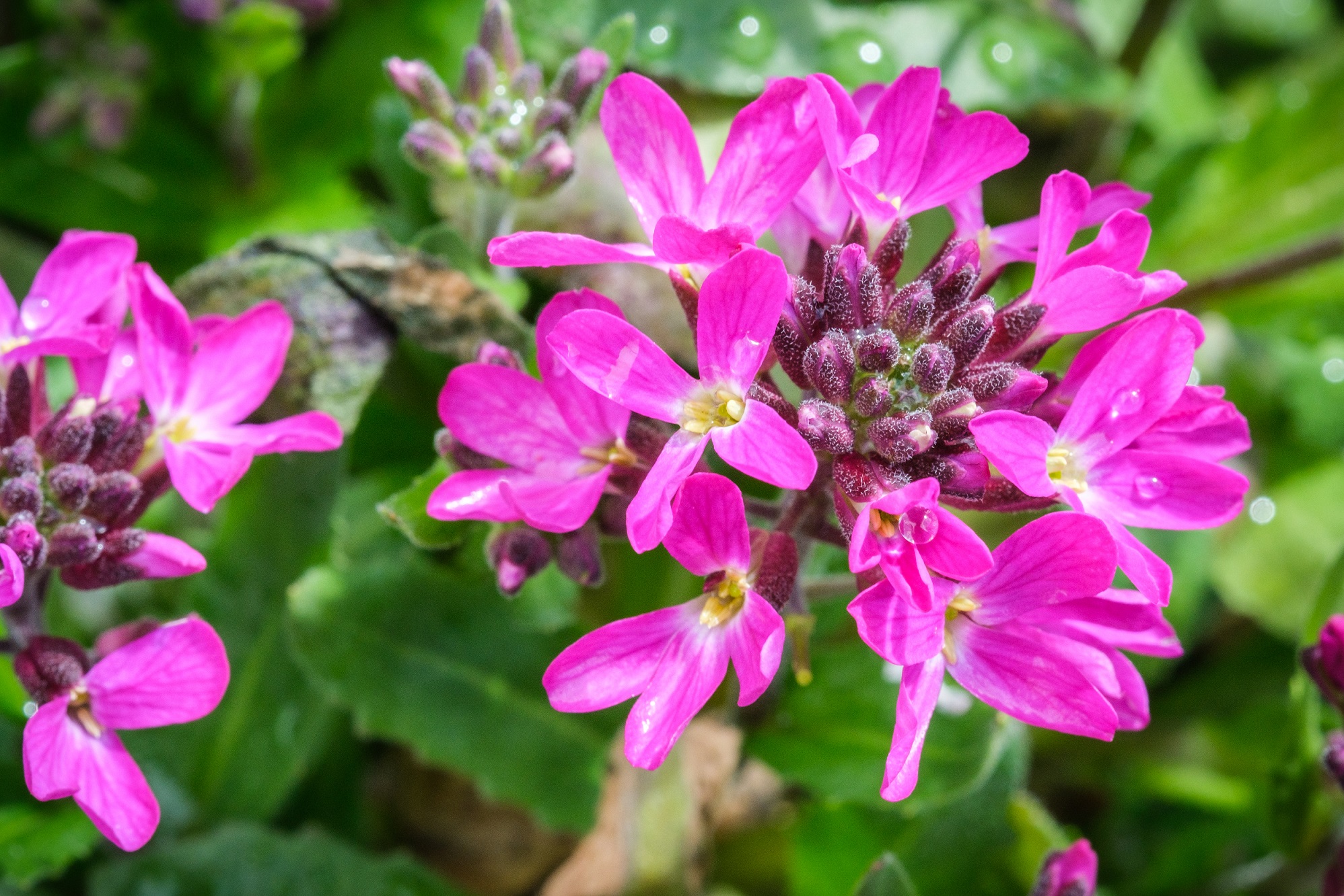 Arabis blepharophylla ´Rose Delight´