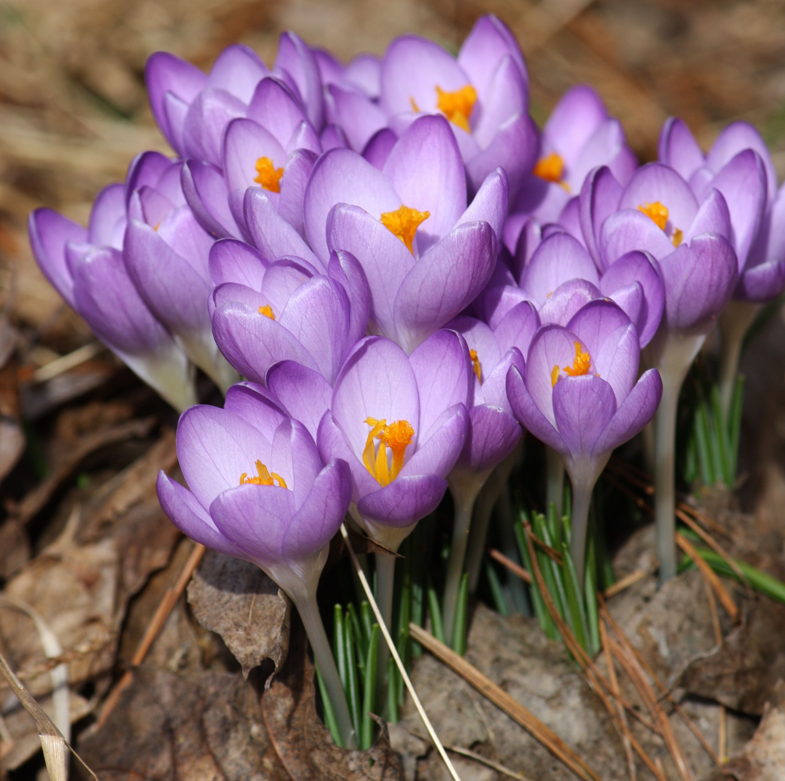 Crocus tommasinianus ´Barr´s Purple´