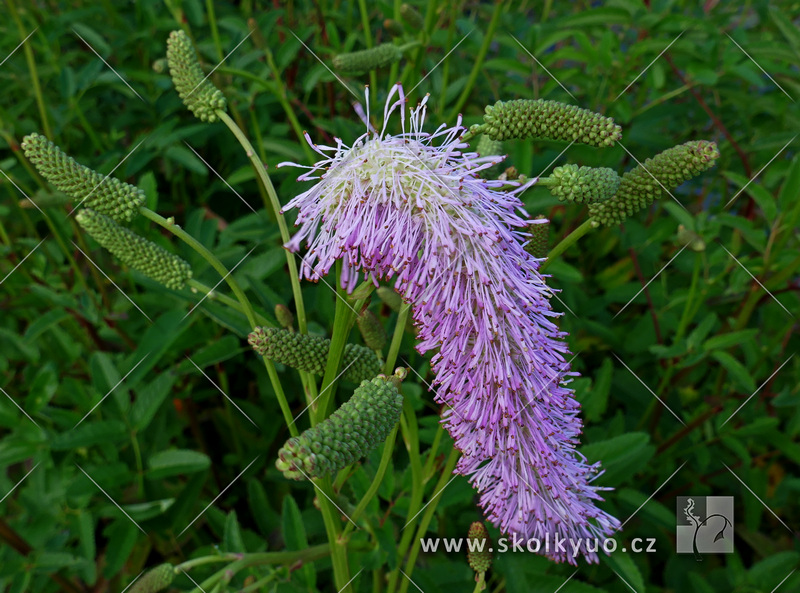 Sanguisorba ´Pink Brushes´