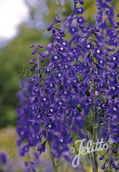 Delphinium elatum