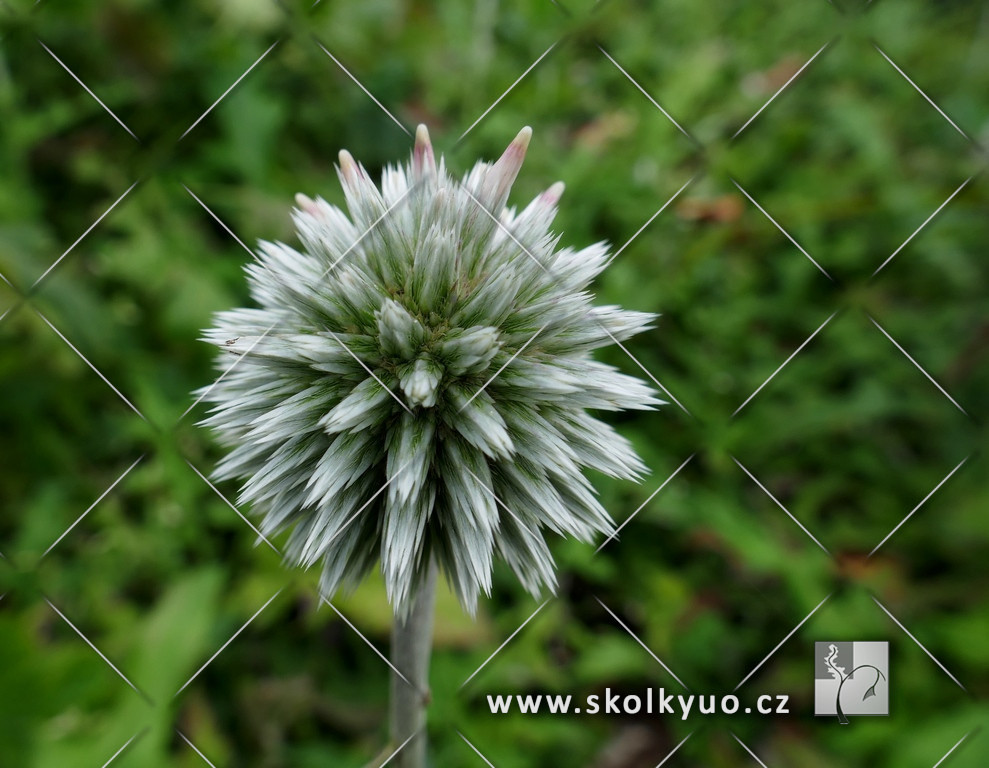 Echinops bannaticus ´Star Frost´